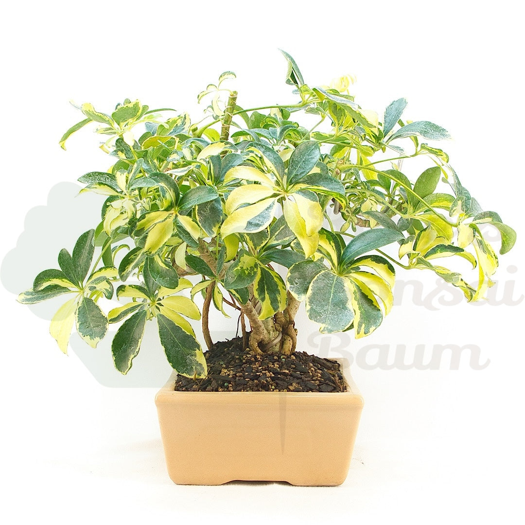 Gelbbunte Strahlenaralie 'Schefflera arboricola'