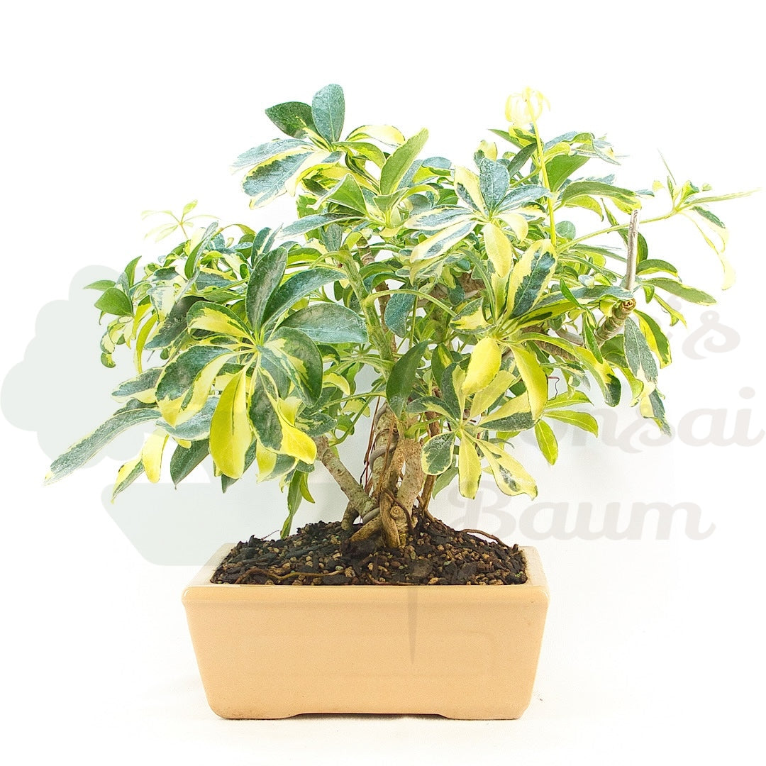 Gelbbunte Strahlenaralie 'Schefflera arboricola'