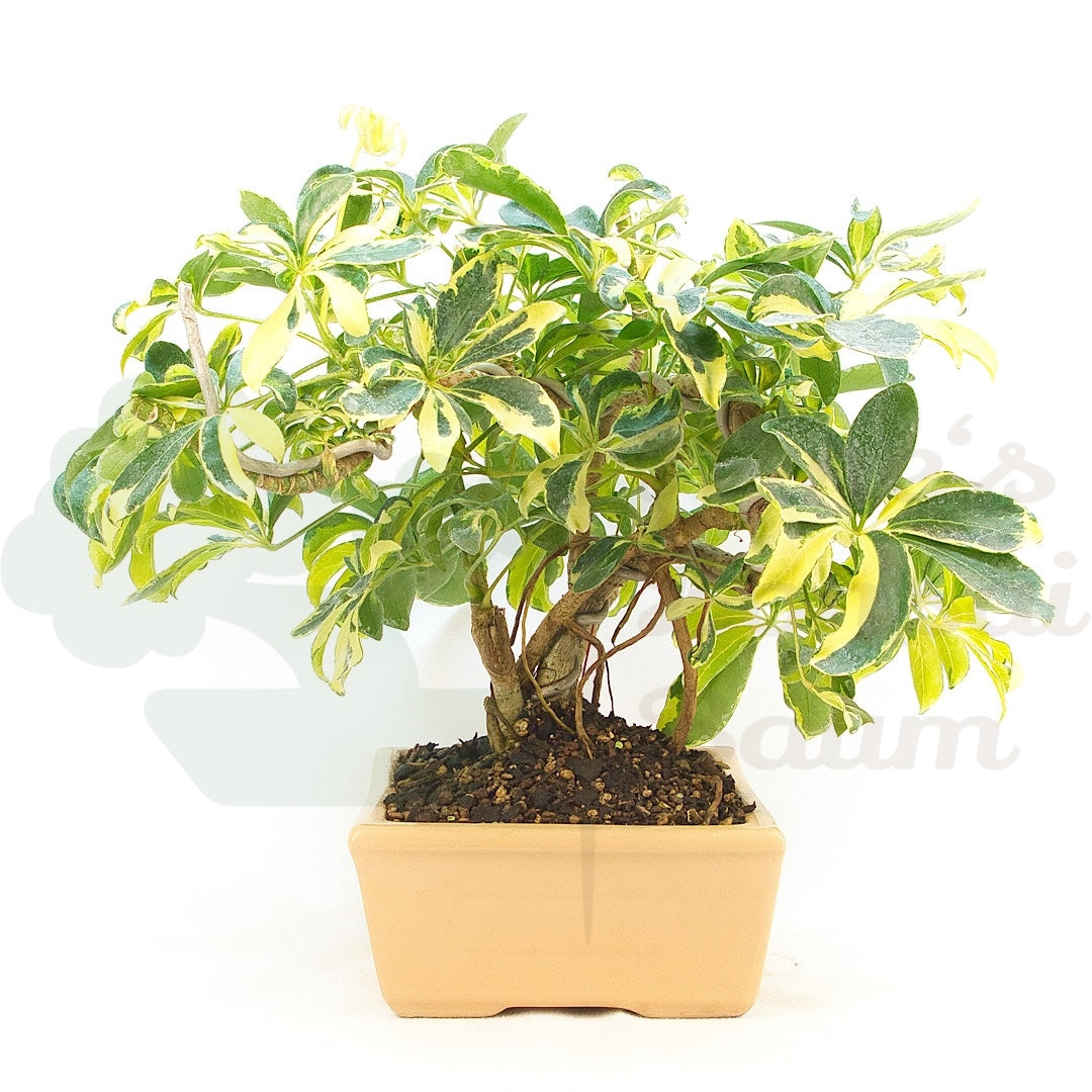 Gelbbunte Strahlenaralie 'Schefflera arboricola'