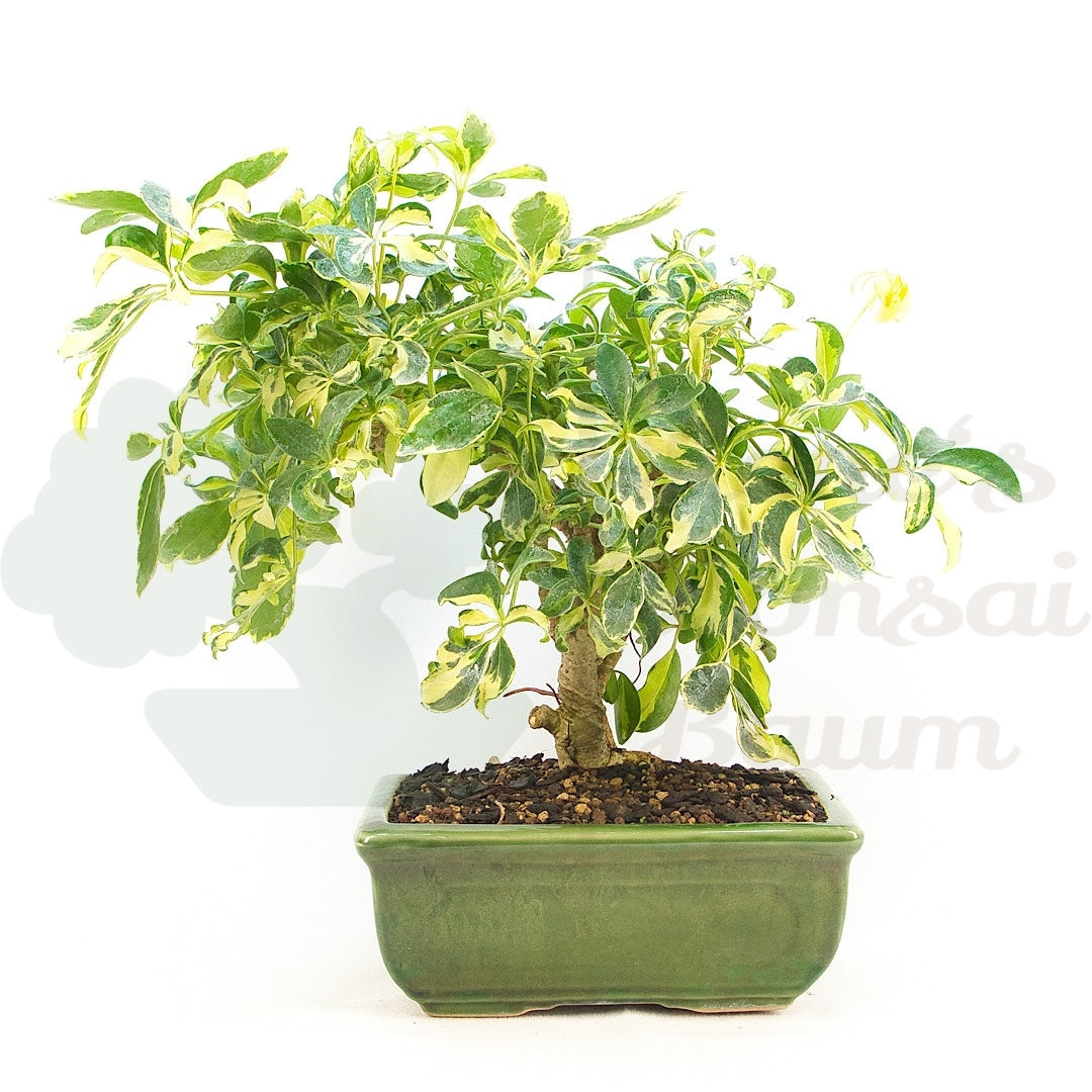 Gelbbunte Strahlenaralie 'Schefflera arboricola'