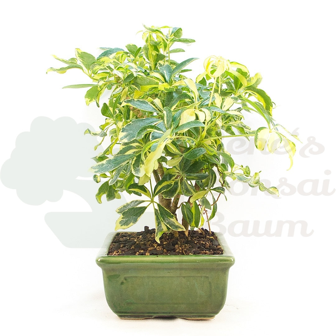Gelbbunte Strahlenaralie 'Schefflera arboricola'