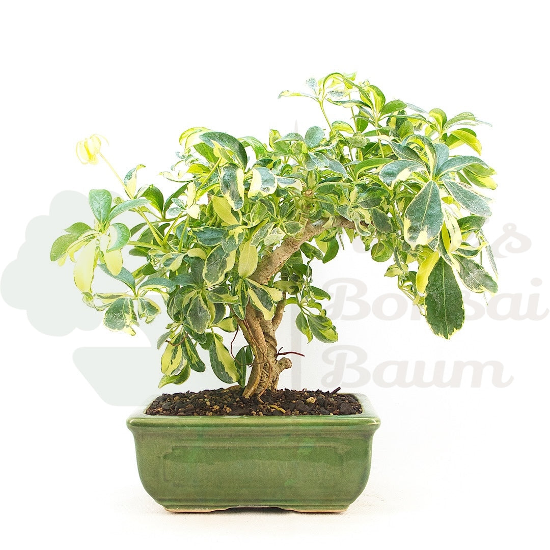 Gelbbunte Strahlenaralie 'Schefflera arboricola'
