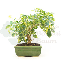 Gelbbunte Strahlenaralie 'Schefflera arboricola'