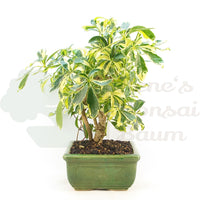 Gelbbunte Strahlenaralie 'Schefflera arboricola'