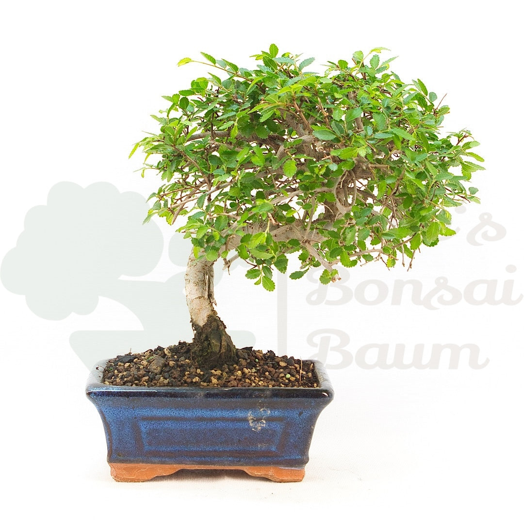Chinesische Ulme 'Zelkova parvifolia'