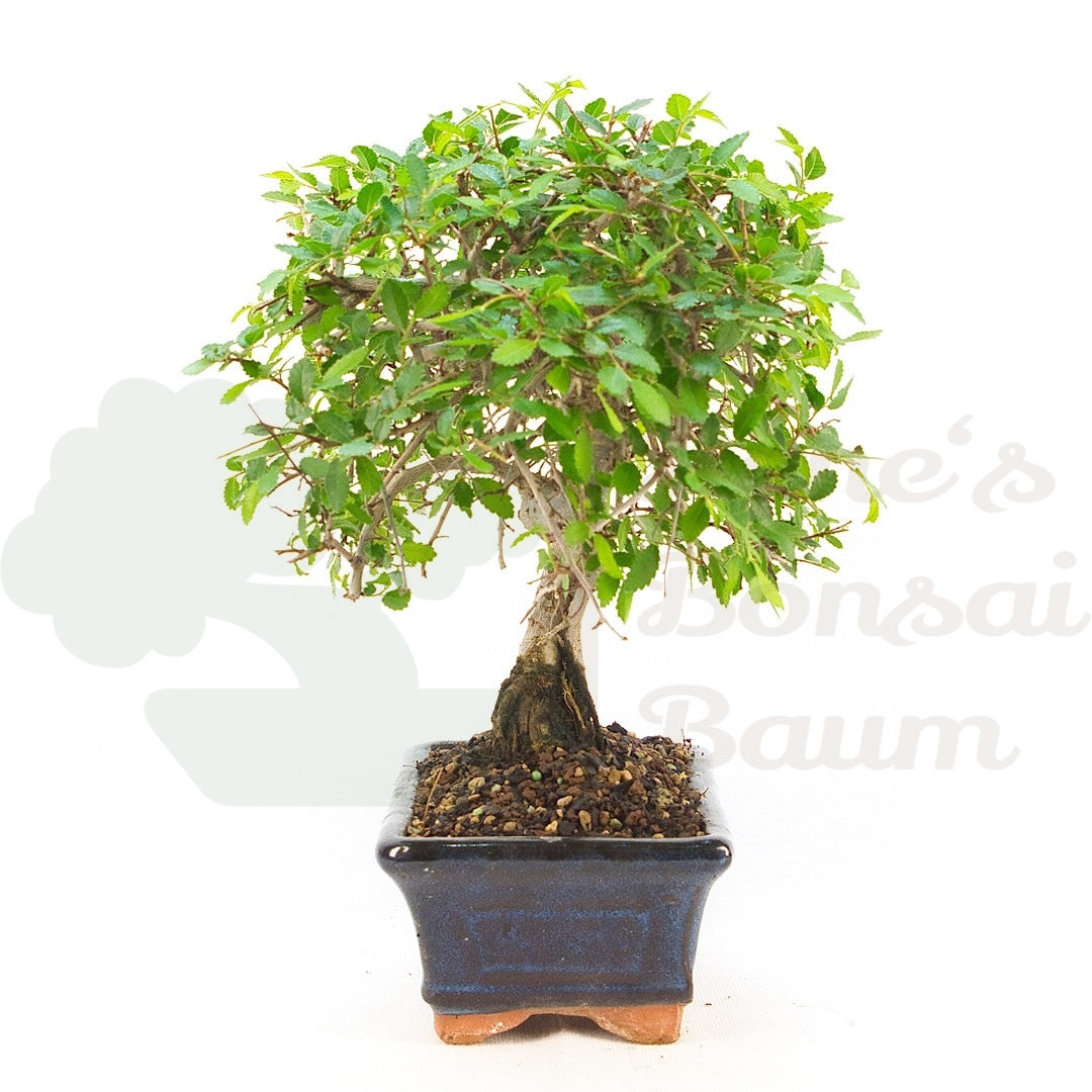 Chinesische Ulme 'Zelkova parvifolia'