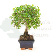 Chinesische Ulme 'Zelkova parvifolia'