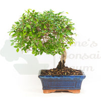 Chinesische Ulme 'Zelkova parvifolia'
