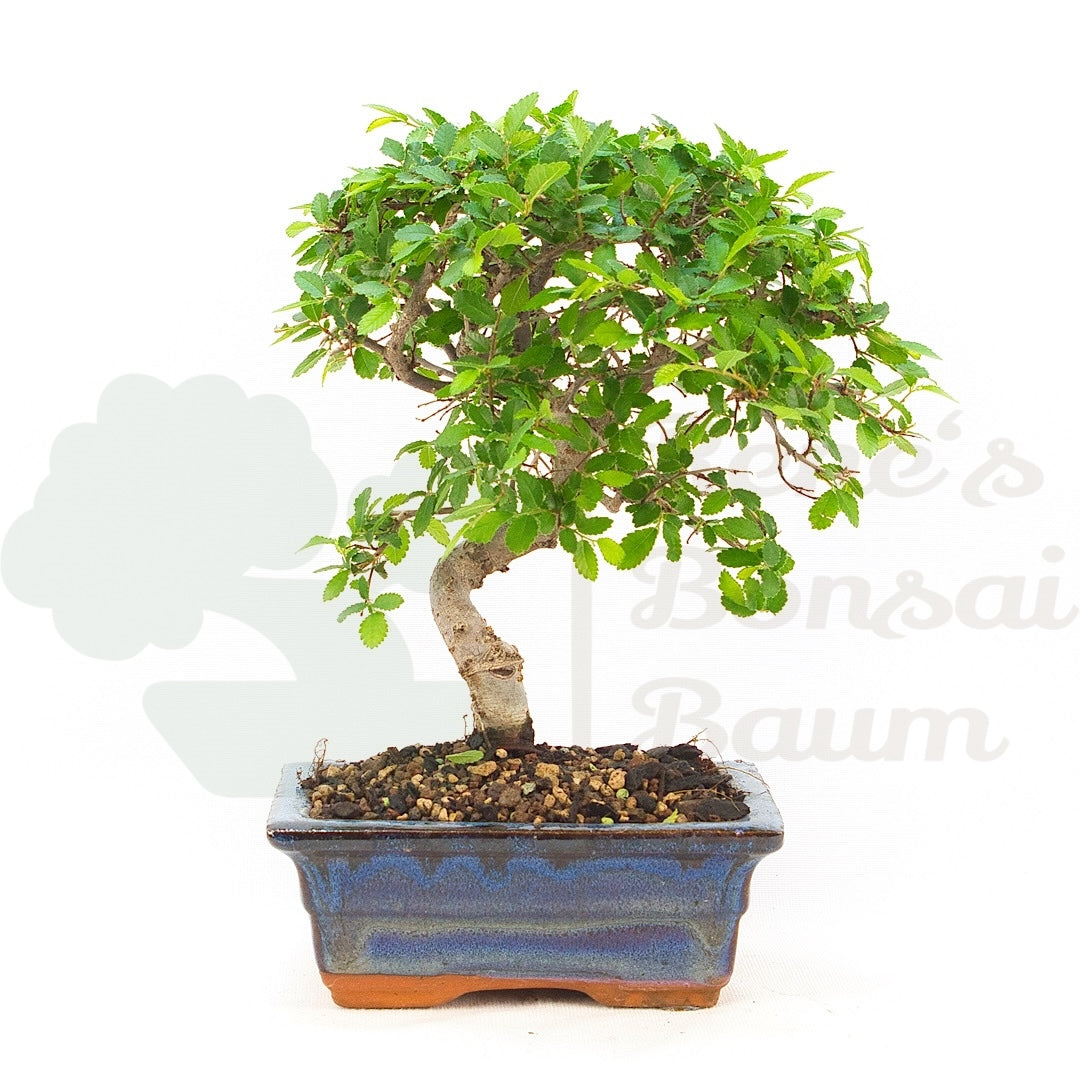 Chinesische Ulme 'Zelkova parvifolia'
