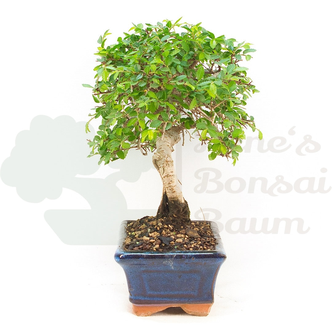 Chinesische Ulme 'Zelkova parvifolia'