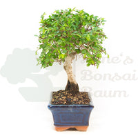 Chinesische Ulme 'Zelkova parvifolia'