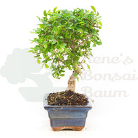 Chinesische Ulme 'Zelkova parvifolia'
