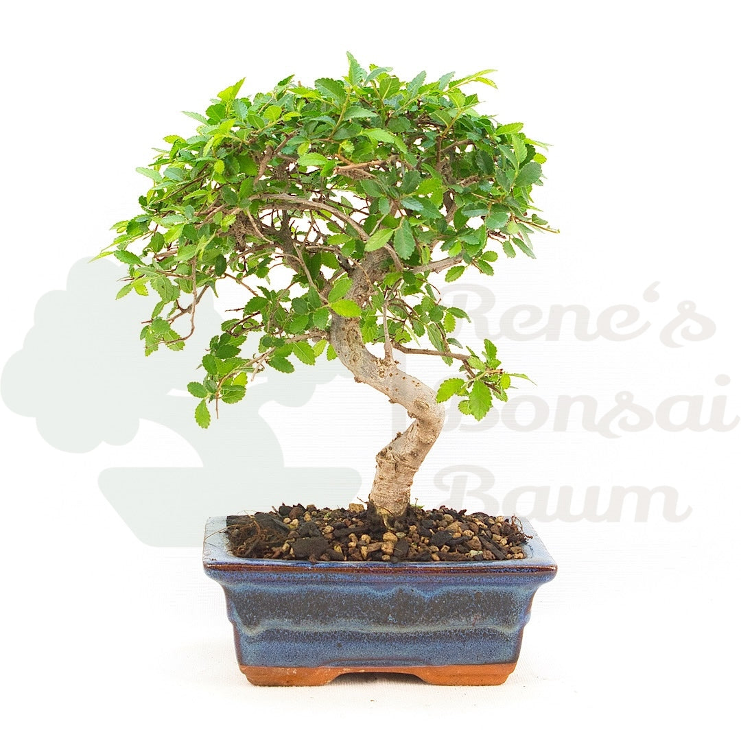 Chinesische Ulme 'Zelkova parvifolia'