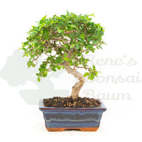 Chinesische Ulme 'Zelkova parvifolia'