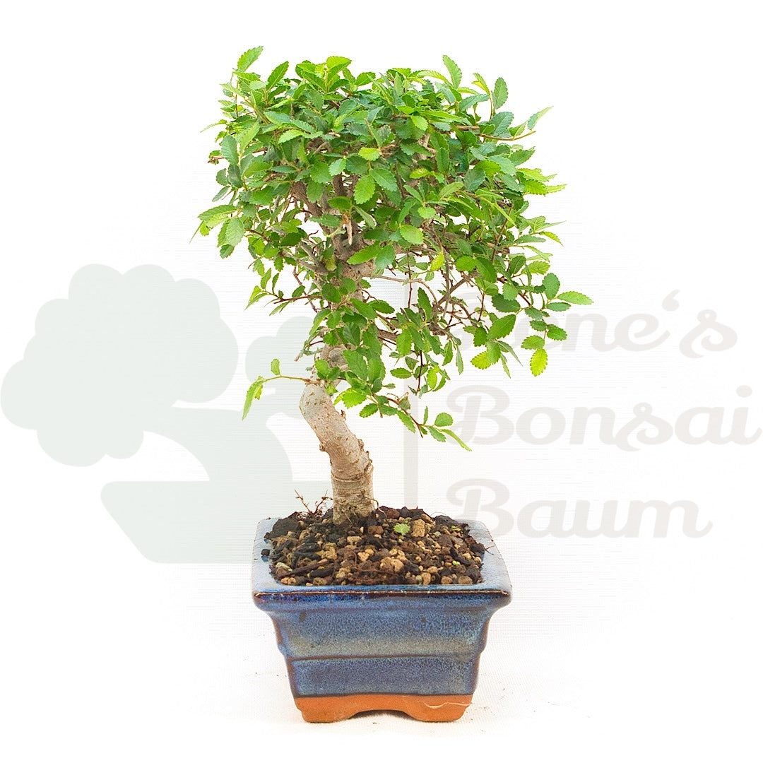 Chinesische Ulme 'Zelkova parvifolia'