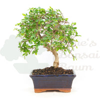 Chinesische Ulme 'Zelkova parvifolia'