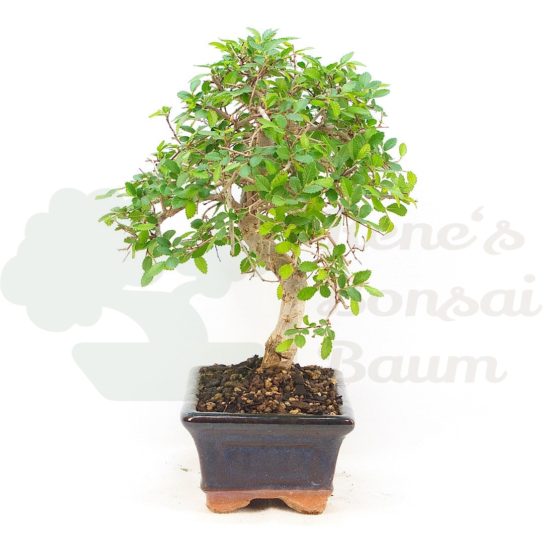 Chinesische Ulme 'Zelkova parvifolia'