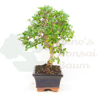 Chinesische Ulme 'Zelkova parvifolia'