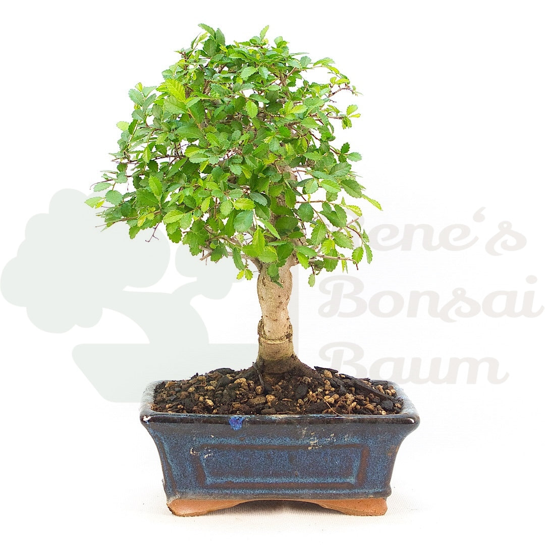 Chinesische Ulme 'Zelkova parvifolia'
