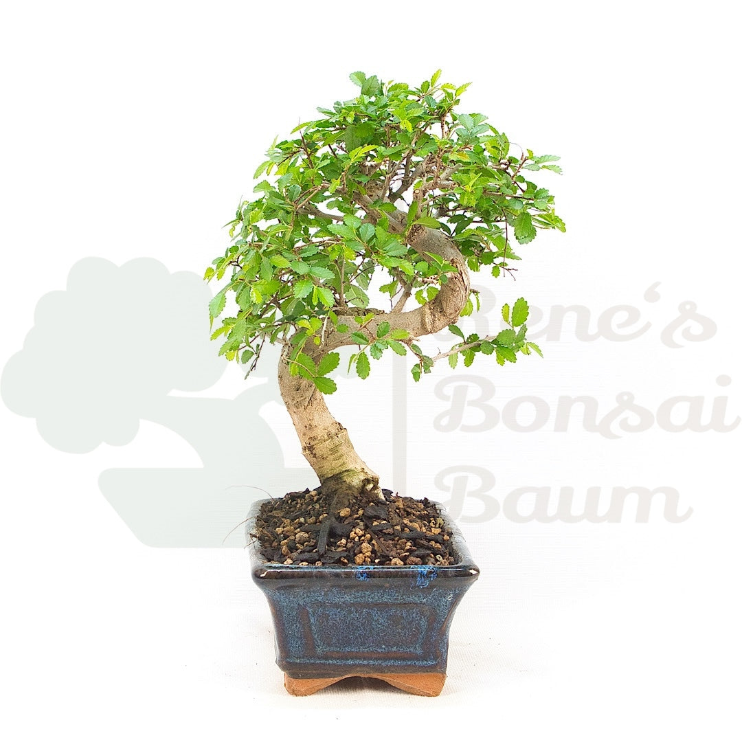 Chinesische Ulme 'Zelkova parvifolia'