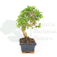 Chinesische Ulme 'Zelkova parvifolia'