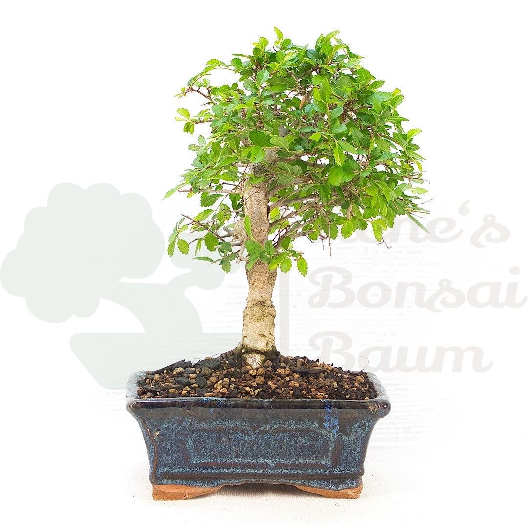 Chinesische Ulme 'Zelkova parvifolia'