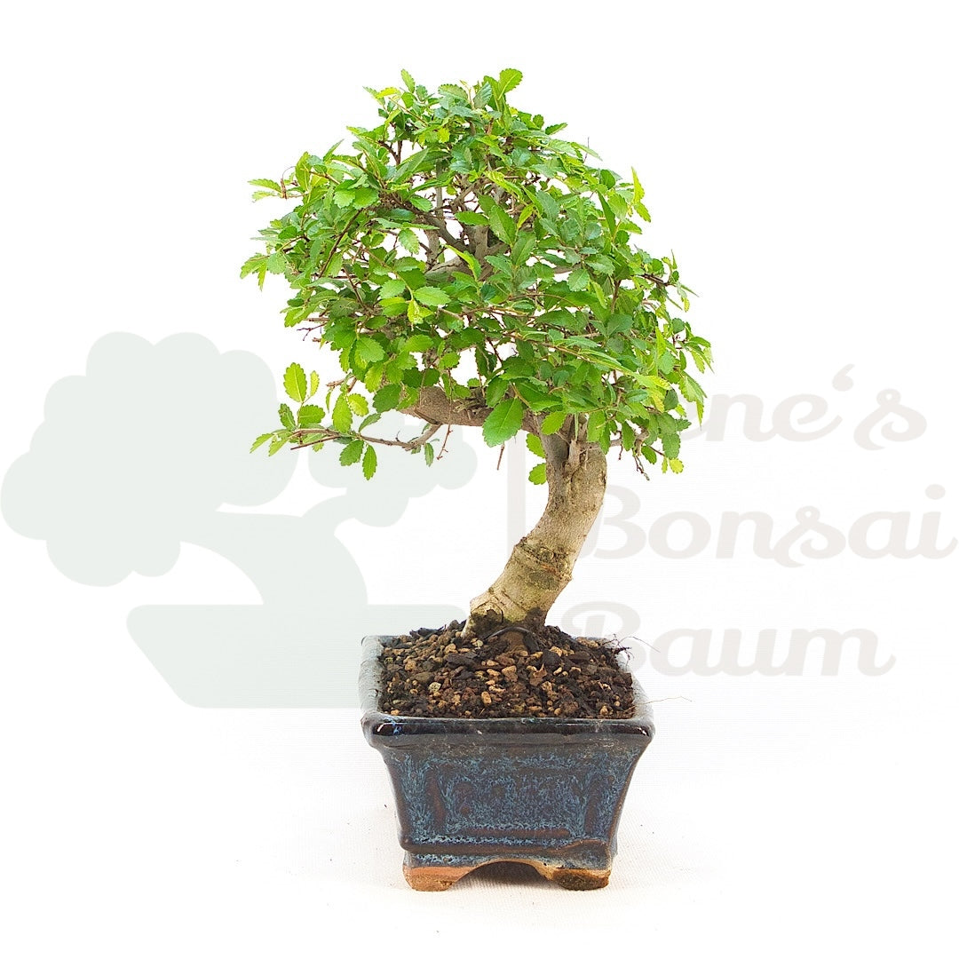 Chinesische Ulme 'Zelkova parvifolia'