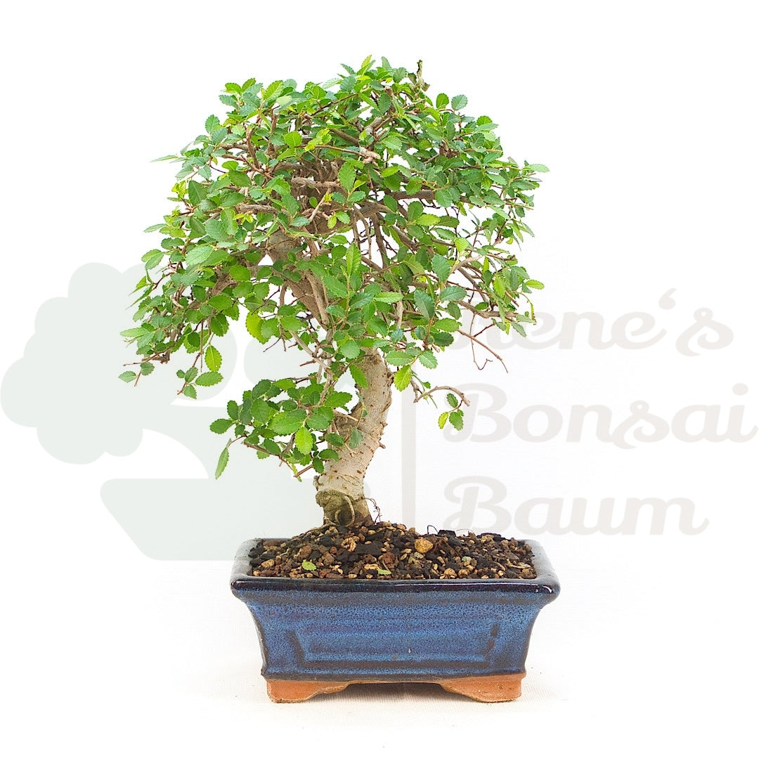 Chinesische Ulme 'Zelkova parvifolia'
