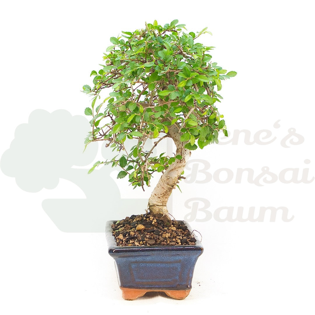 Chinesische Ulme 'Zelkova parvifolia'