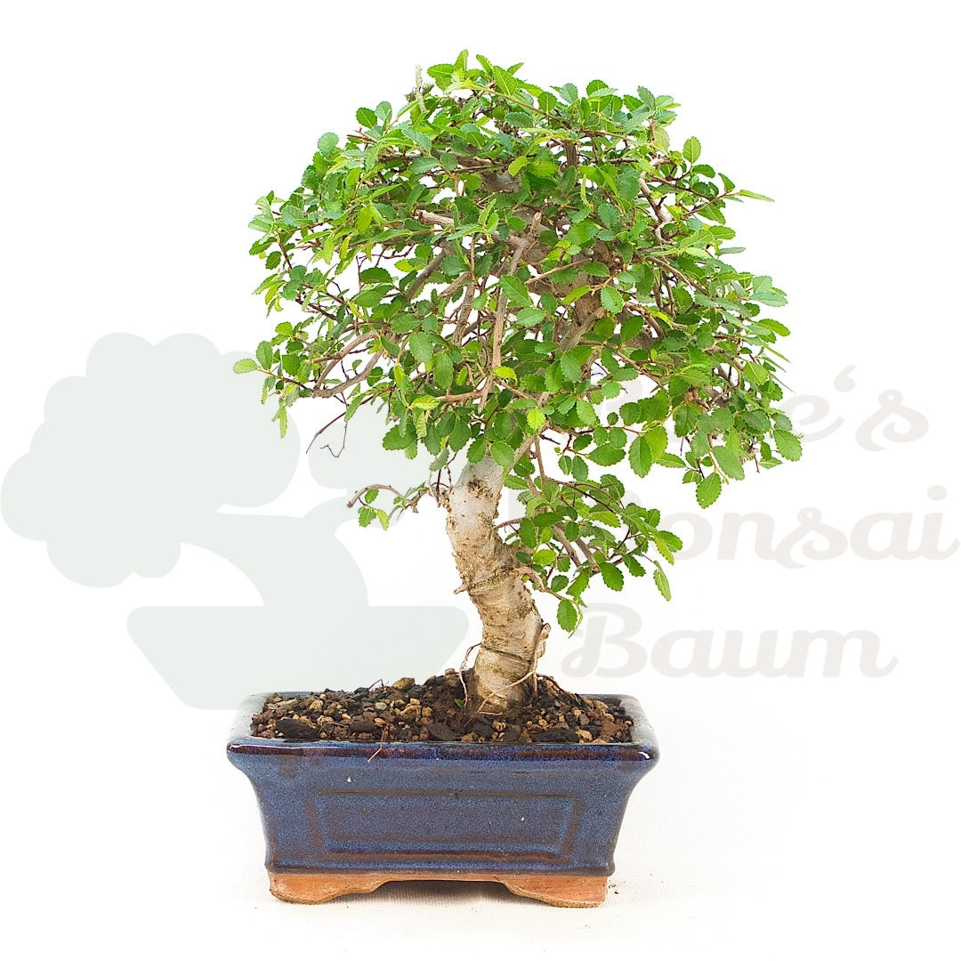 Chinesische Ulme 'Zelkova parvifolia'