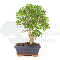 Chinesische Ulme 'Zelkova parvifolia'