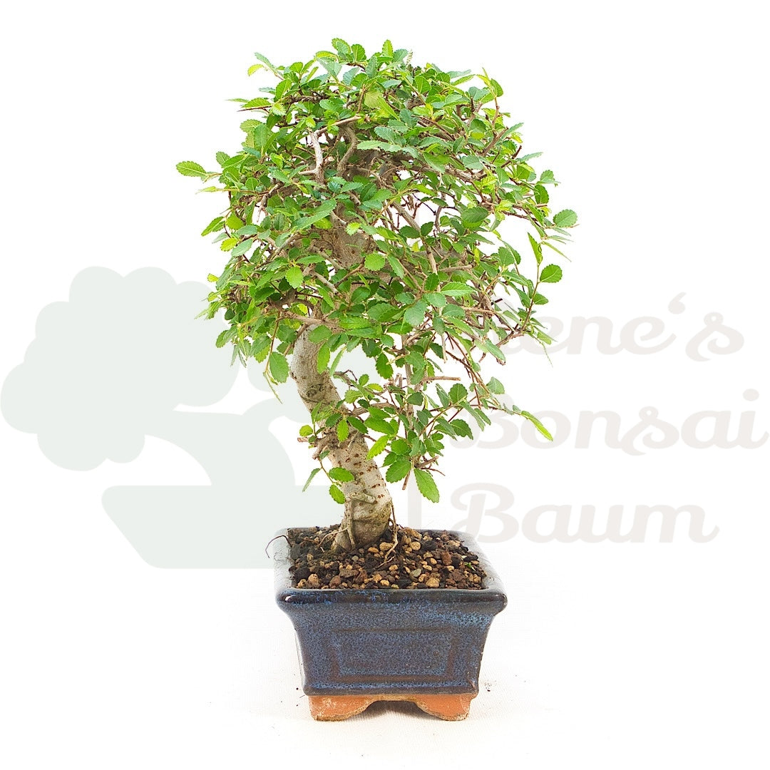 Chinesische Ulme 'Zelkova parvifolia'