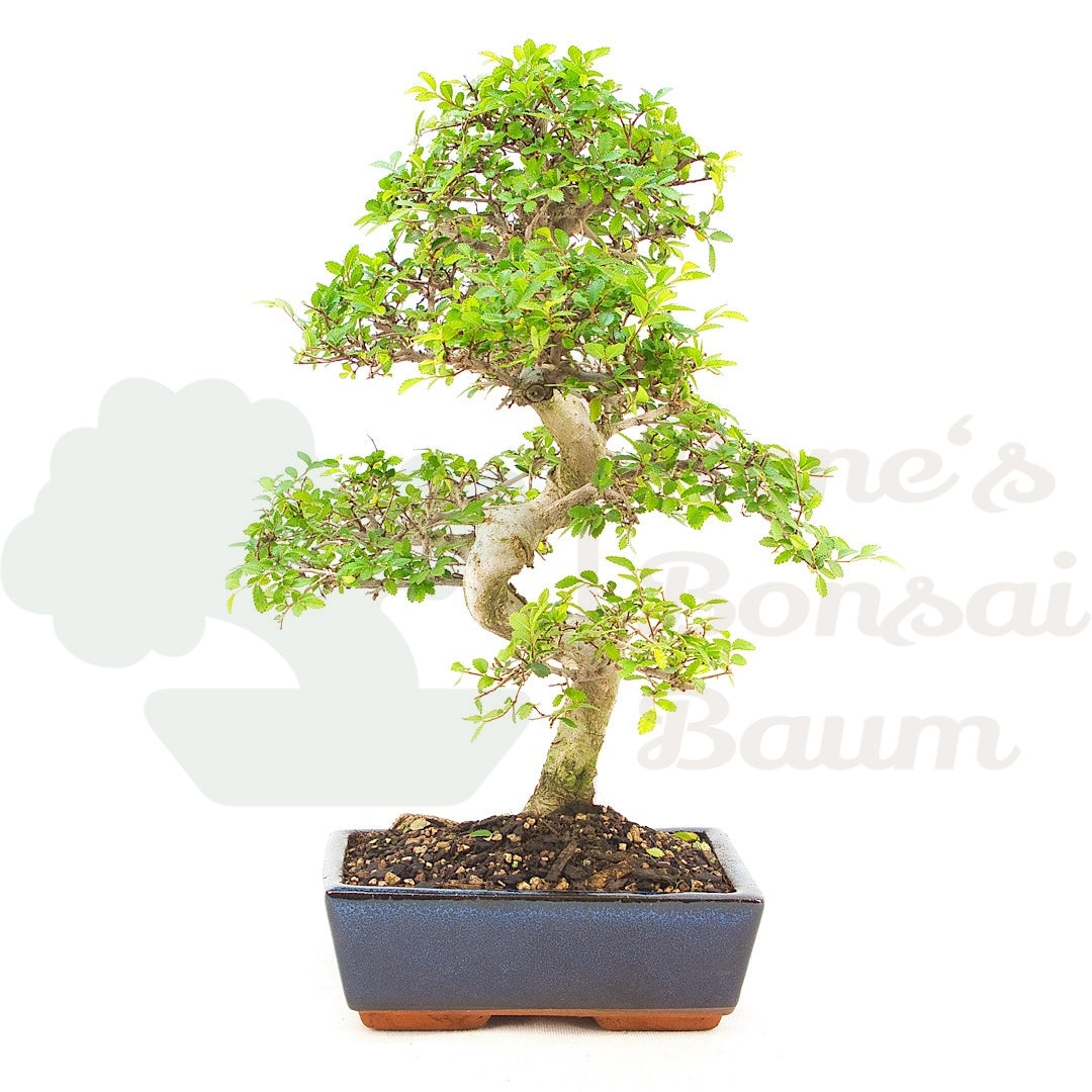 Chinesische Ulme 'Zelkova parvifolia'