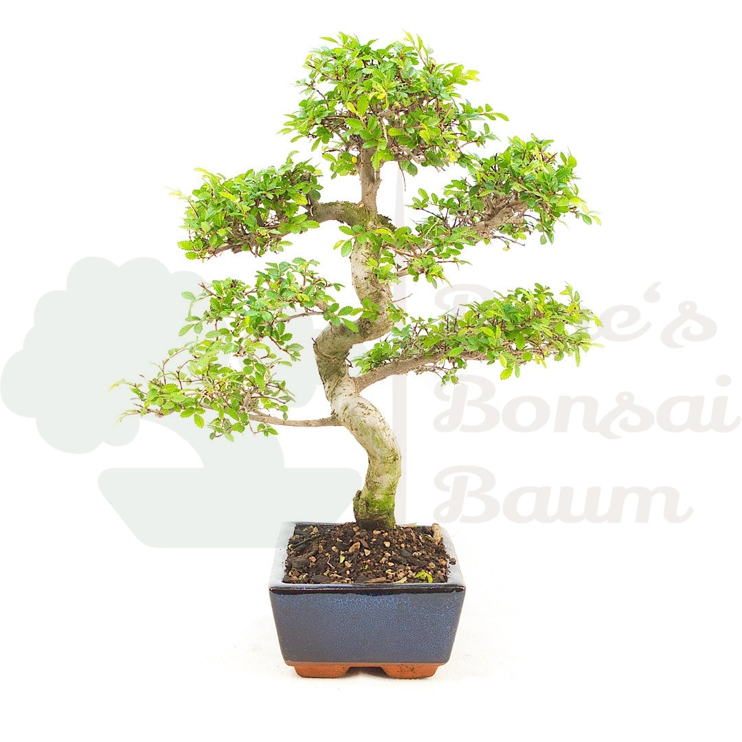 Chinesische Ulme 'Zelkova parvifolia'