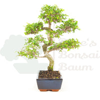 Chinesische Ulme 'Zelkova parvifolia'