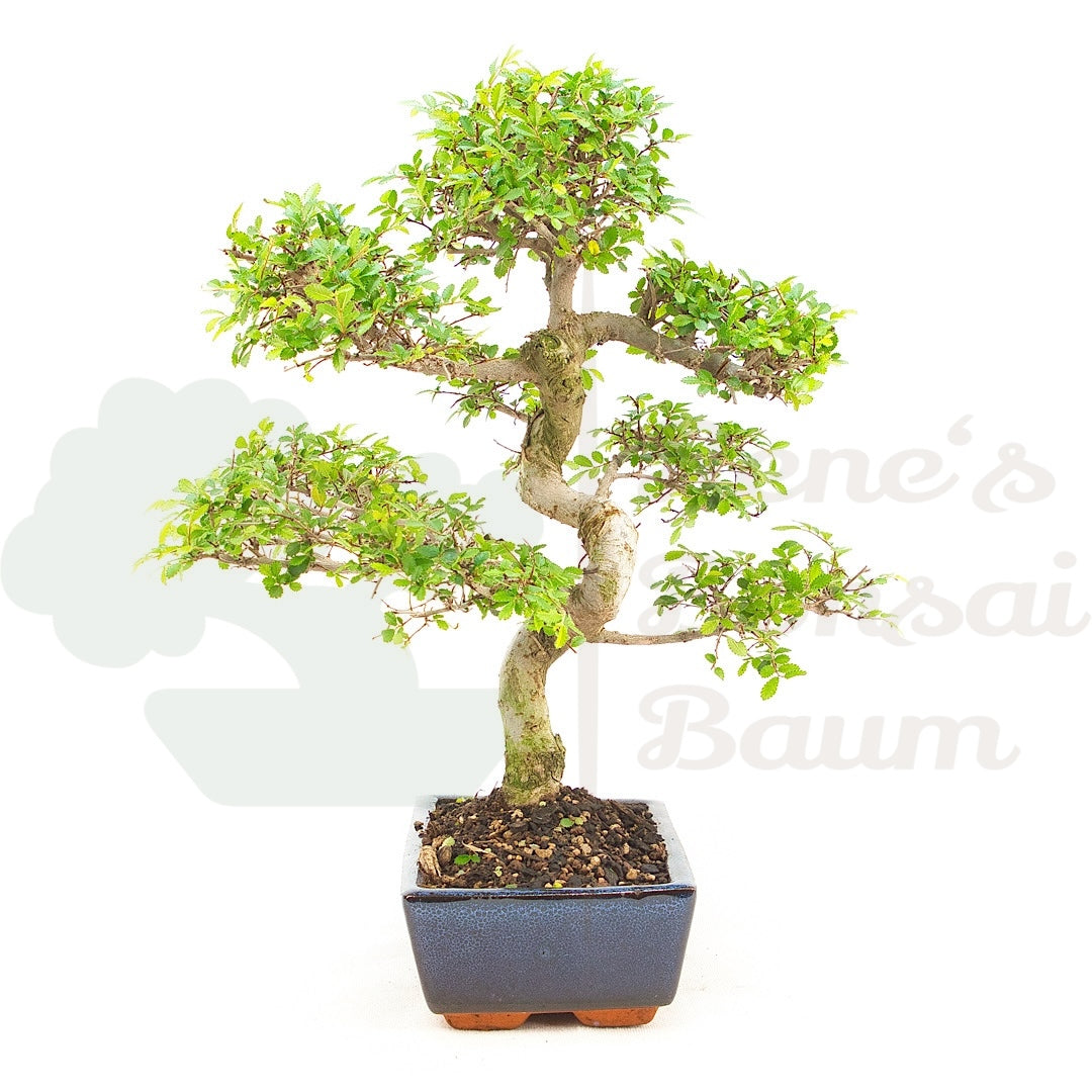 Chinesische Ulme 'Zelkova parvifolia'