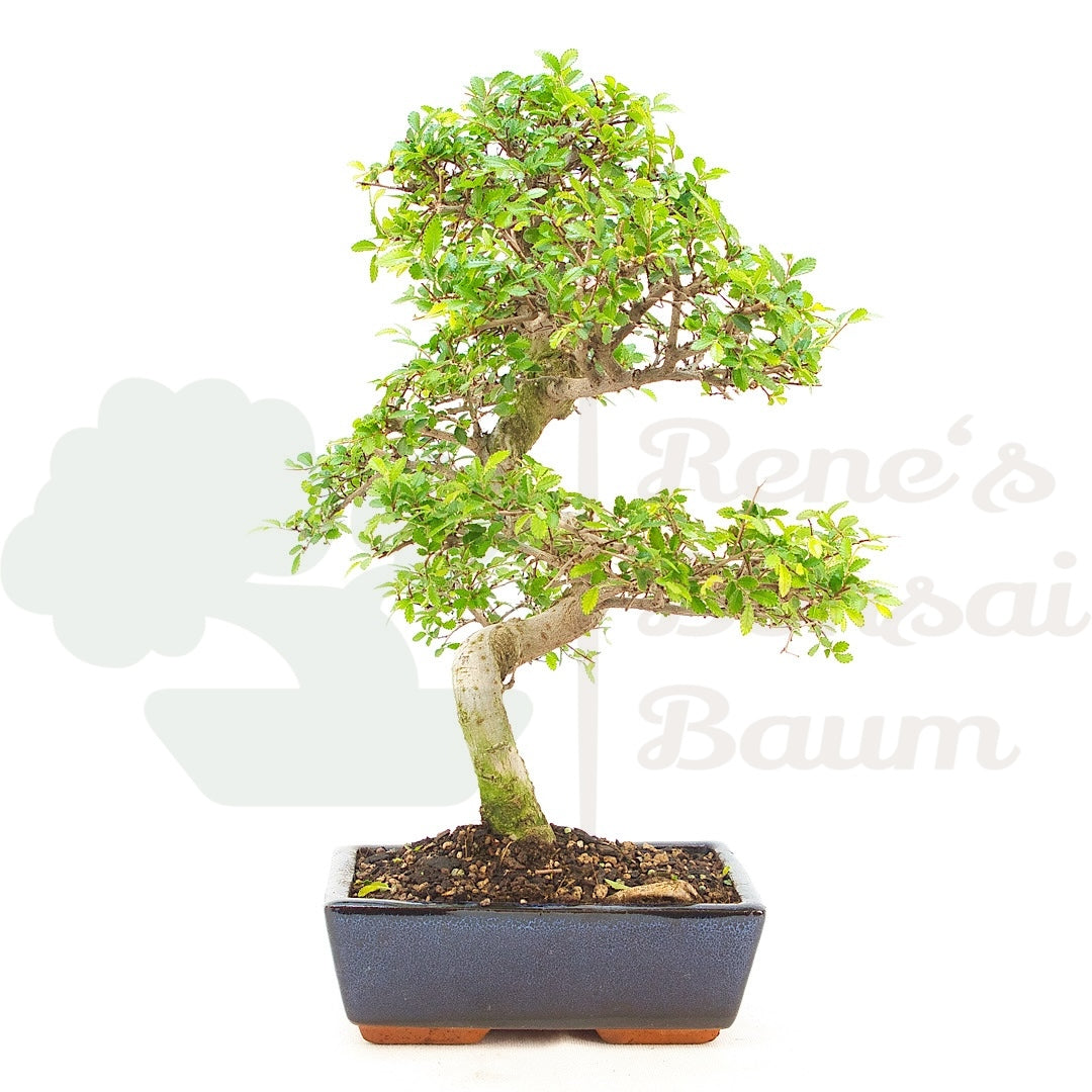 Chinesische Ulme 'Zelkova parvifolia'