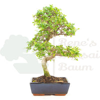 Chinesische Ulme 'Zelkova parvifolia'