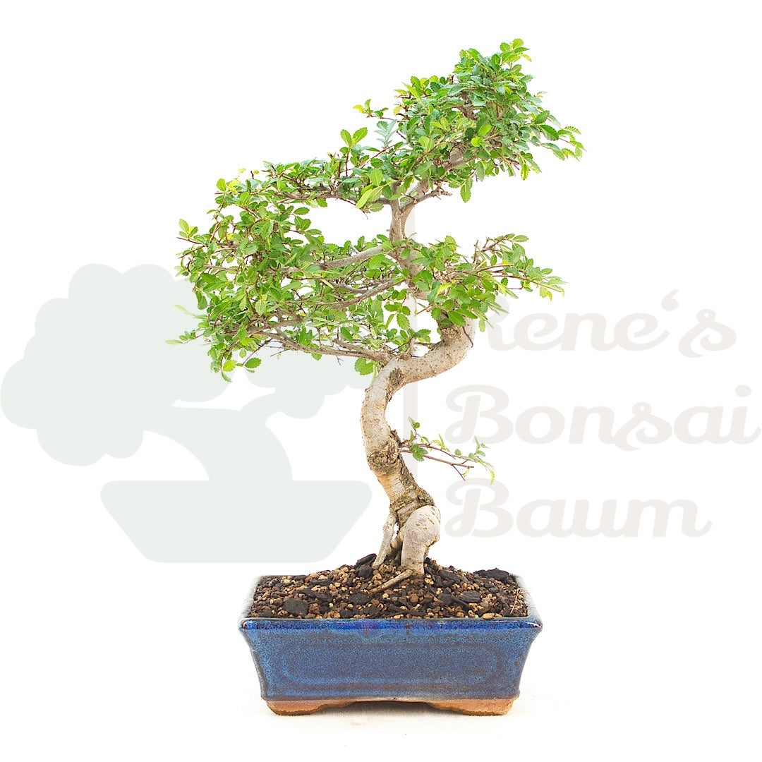 Chinesische Ulme 'Zelkova parvifolia'