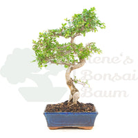 Chinesische Ulme 'Zelkova parvifolia'