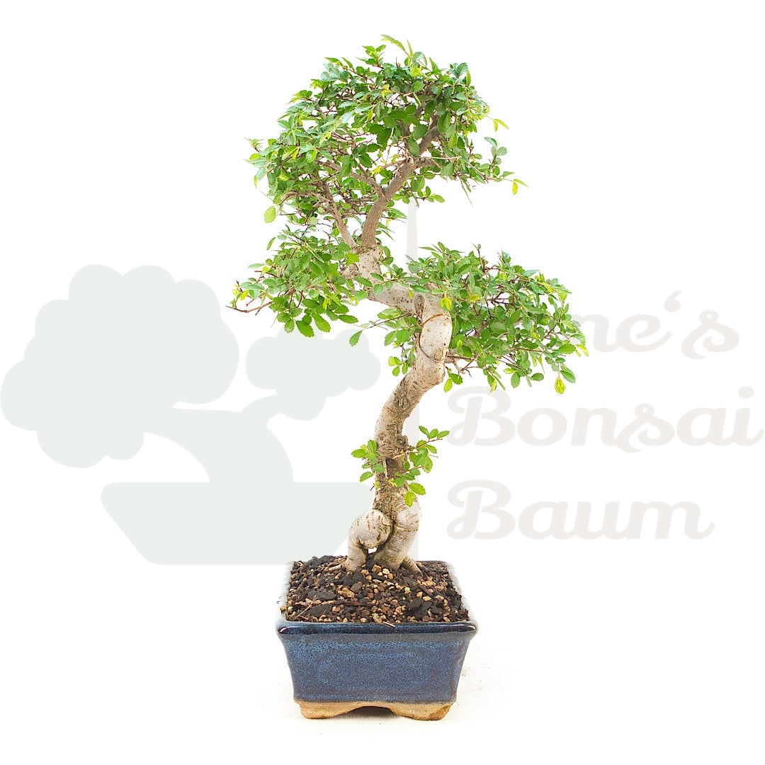 Chinesische Ulme 'Zelkova parvifolia'