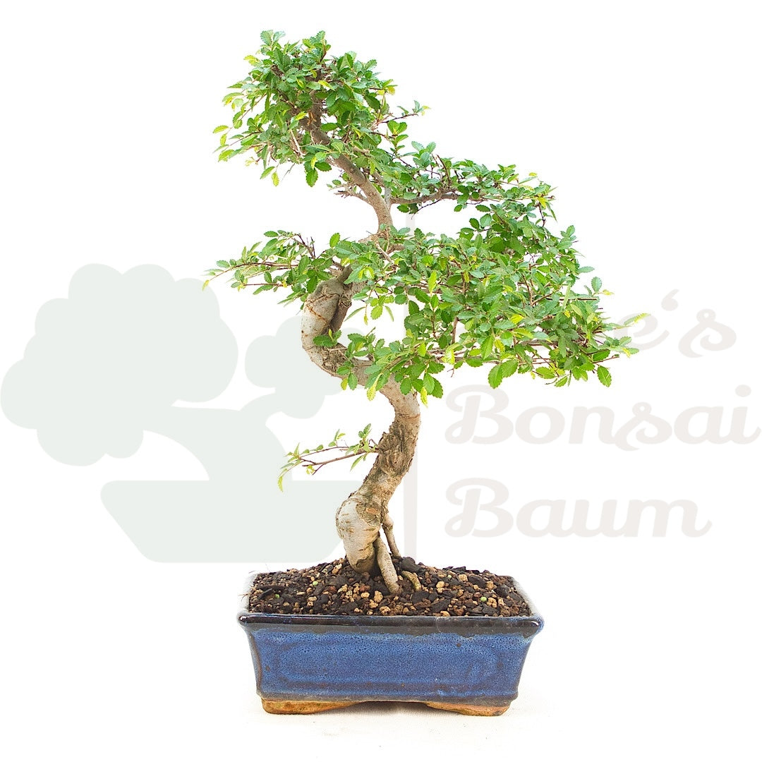 Chinesische Ulme 'Zelkova parvifolia'
