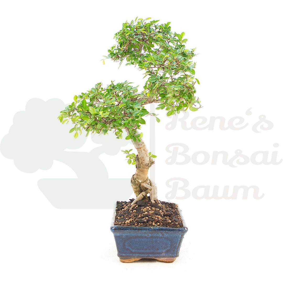 Chinesische Ulme 'Zelkova parvifolia'