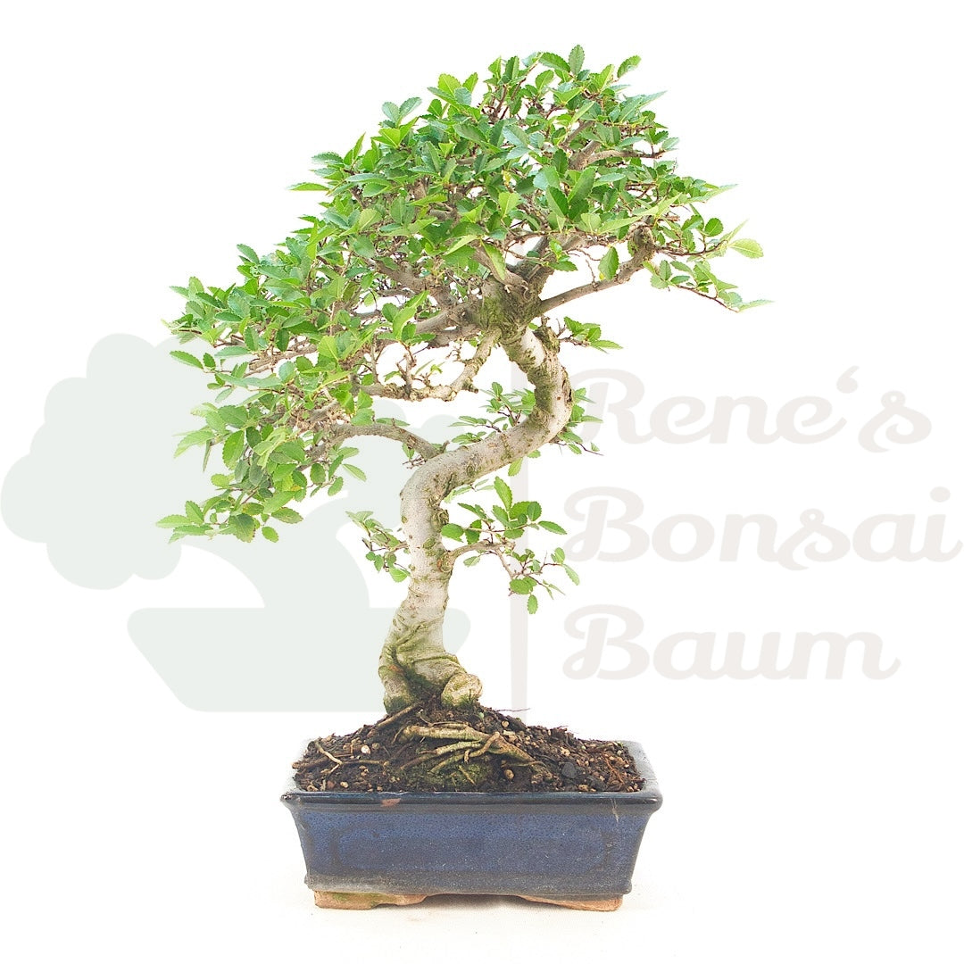 Chinesische Ulme 'Zelkova parvifolia'