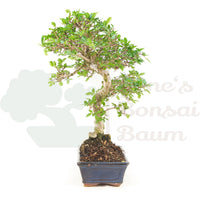 Chinesische Ulme 'Zelkova parvifolia'