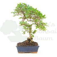 Chinesische Ulme 'Zelkova parvifolia'