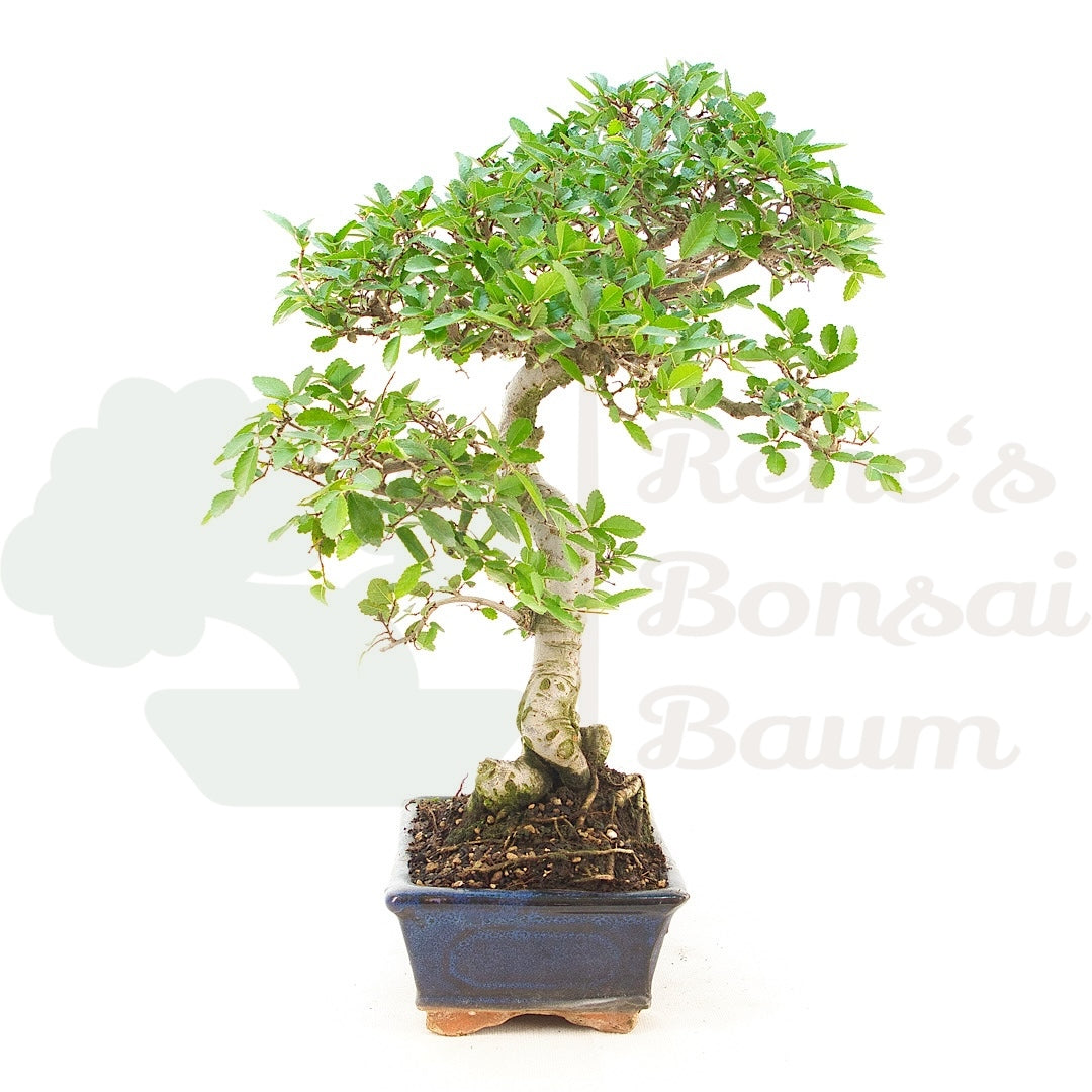 Chinesische Ulme 'Zelkova parvifolia'
