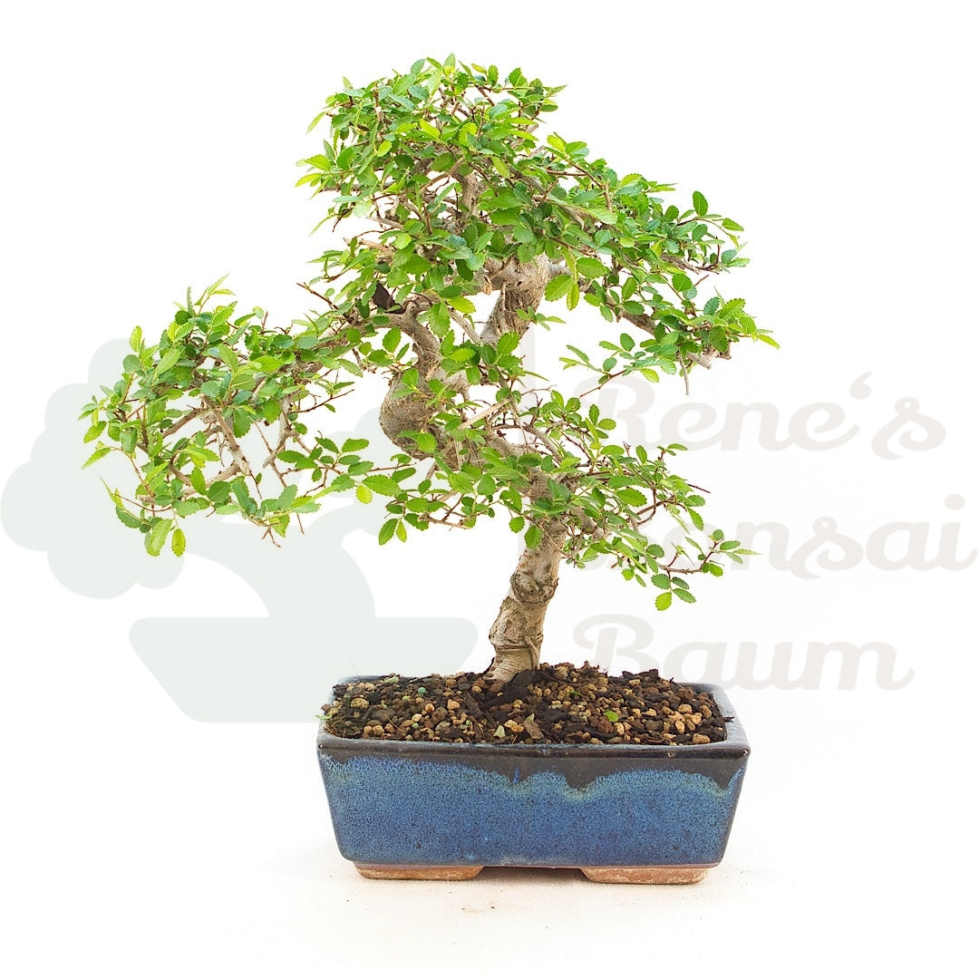 Chinesische Ulme 'Zelkova parvifolia'