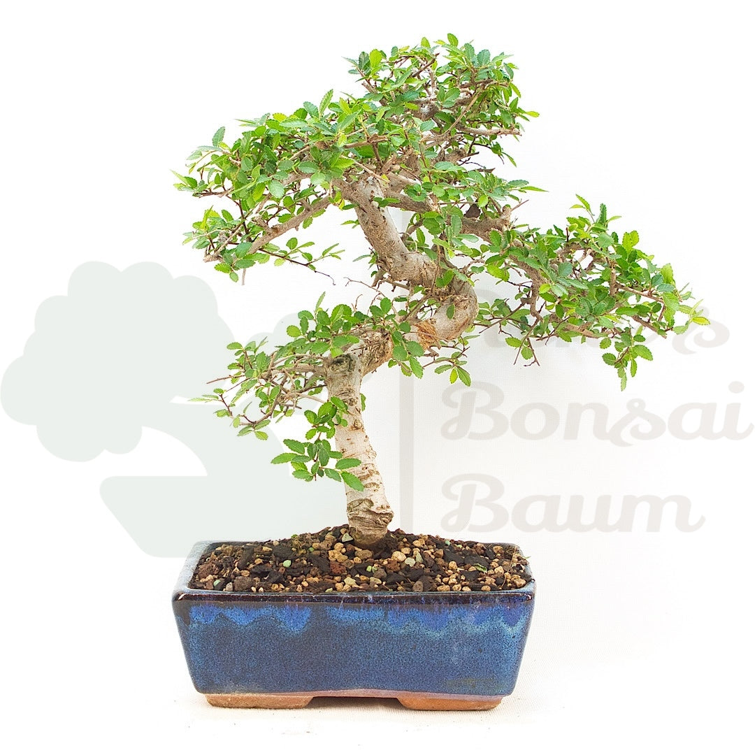 Chinesische Ulme 'Zelkova parvifolia'