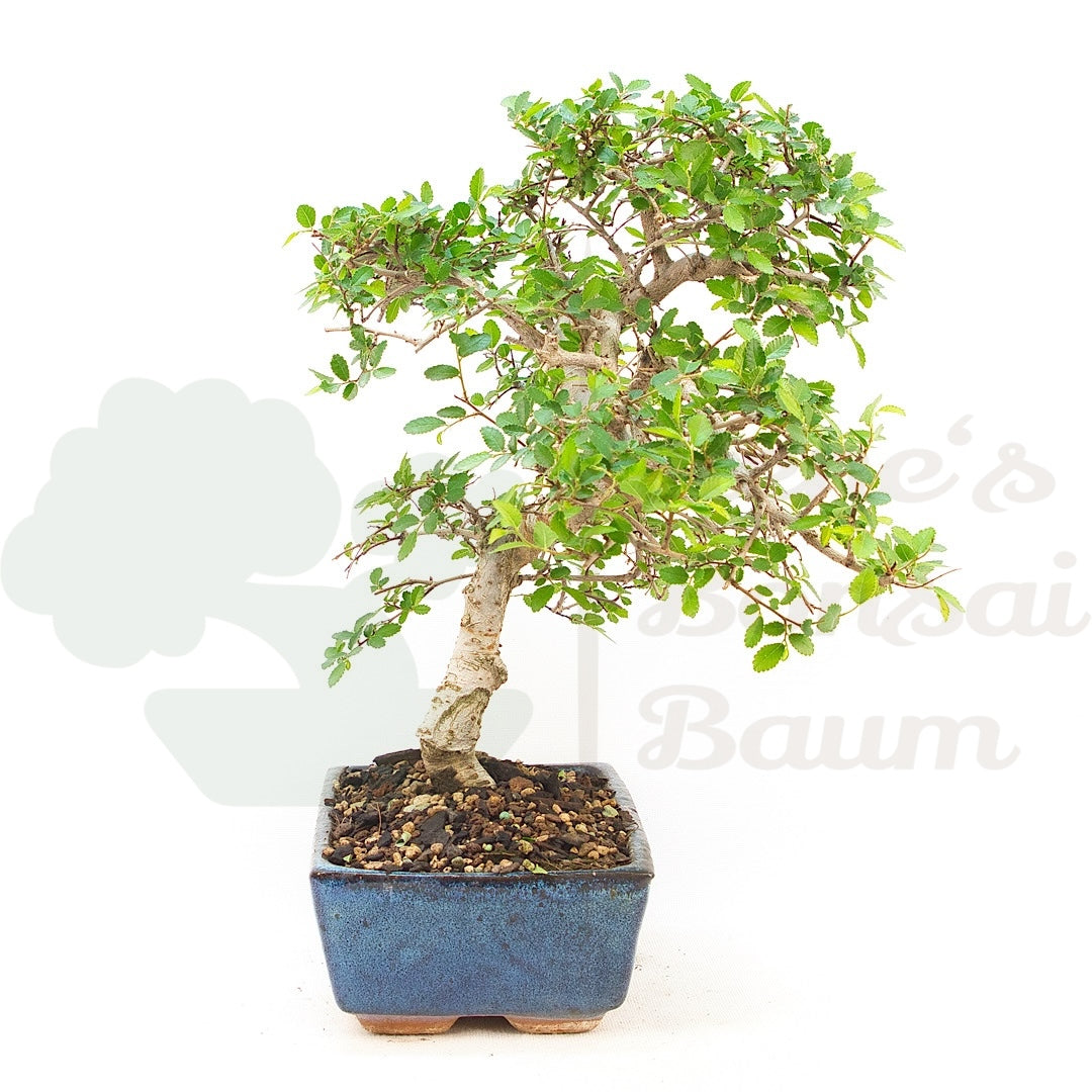 Chinesische Ulme 'Zelkova parvifolia'